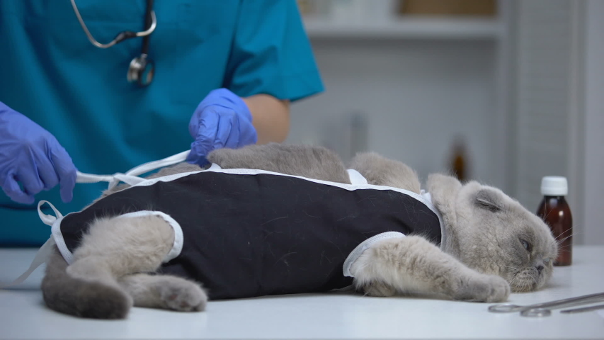 Сколько стоит стерилизация кошки в нижнем thumbnail