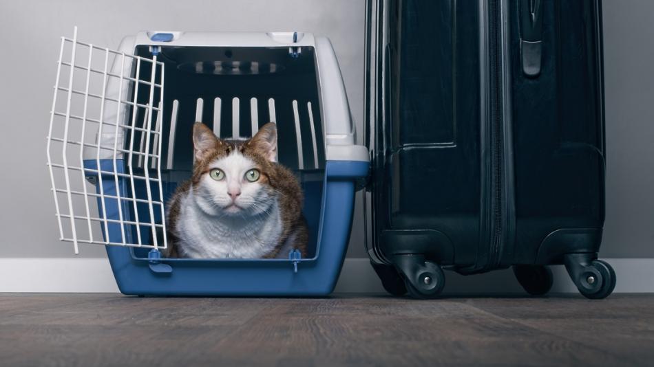 Как перевезти кошку в транспорте?